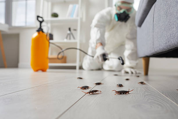 Commercial Kitchen Cockroach Control in Yorba Linda